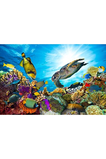 media Photo wallpaper Aquatic world, coral reef, 270 x 200 cm