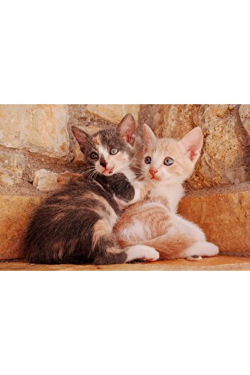 media Photo wallpaper Cat17 Two balls, 250 x 200 cm