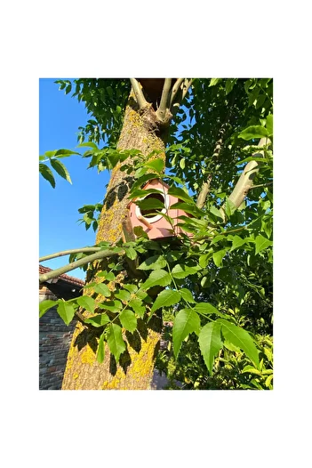 WoodenZoo Wooden Decorative Bird House Nest, Nest, Balcony, Garden Accessory (Pink)