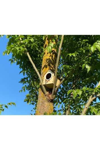 WoodenZoo Wooden Decorative Bird House Nest, Nest, Balcony, Garden Accessory (Maple)