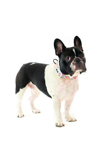 Famous Frenchie Dog collar, Famous Frenchie, Donut Mania