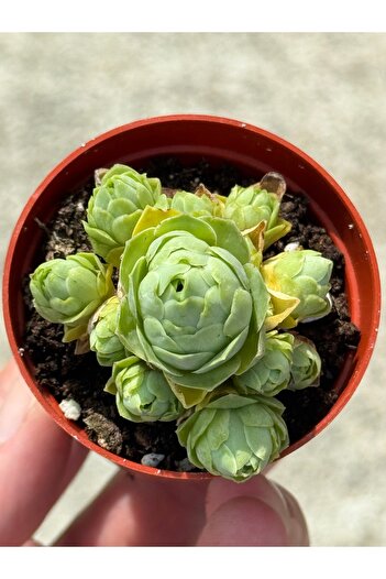 SukuLand Aeonium Aureum Greenovia ithal koleksiyonluk özel tür sukulent 5,5cm saksıda