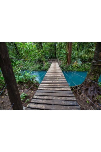 media Photo wallpaper Forest path Costa Rica, 300 x 200 cm