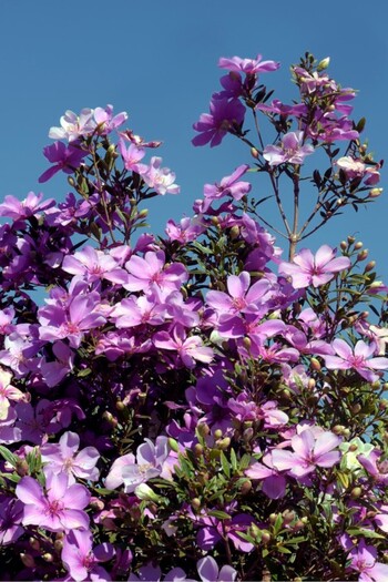 media Wallpaper Flowers92, 200 x 255 cm