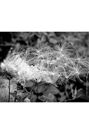 media Wallpaper Dandelion black and white, 300 x 200 cm