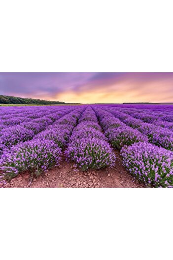 media Wallpaper Flowers27, 400 x 250 cm