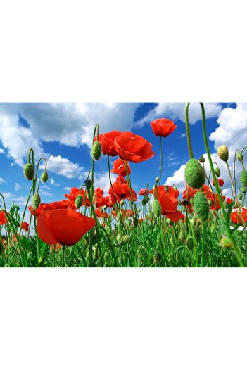 media Wallpaper Flowers75, 250 x 200 cm
