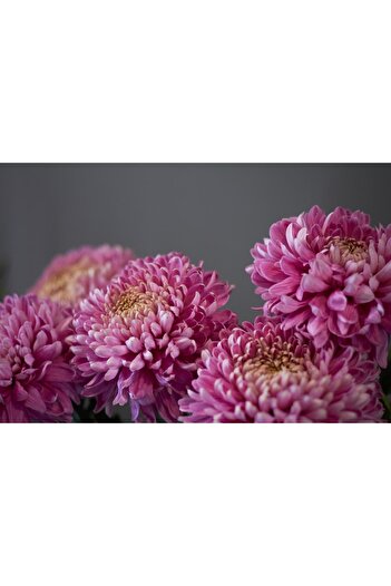 media Wallpaper Flowers99, 250 x 200 cm