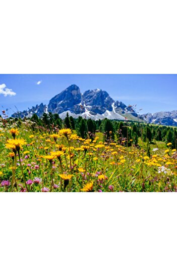 media Wallpaper Natura101, 250 x 200 cm