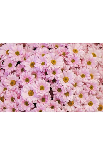 media Wallpaper Flowers89, 250 x 200 cm