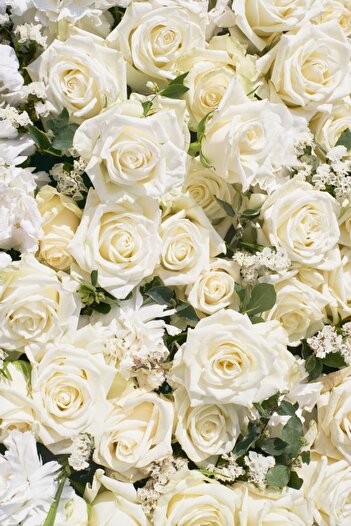 media Self-adhesive wallpaper Flowers173 White roses2, 135 x 225 cm