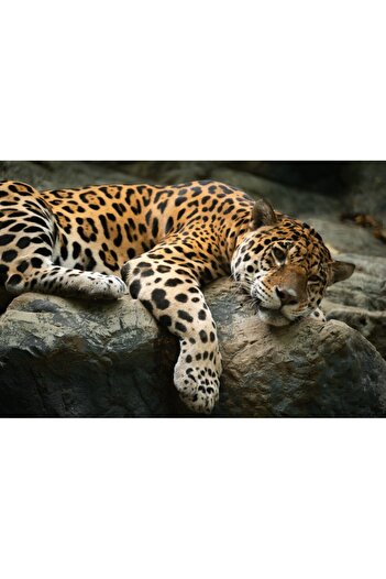 media Animal49 Jaguar on a rock wallpaper, 300 x 200 cm