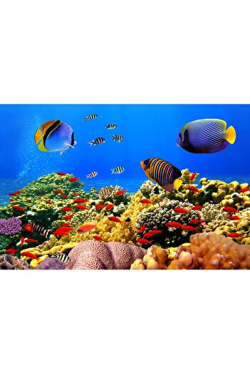 media Underwater World 1 Photo Wallpaper, 250 x 200 cm