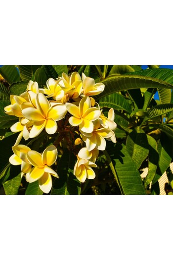 media Wallpaper Flowers54, 250 x 150 cm