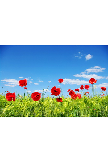 media Self-adhesive and washable wall mural Poppies with blue sky, 220 x 135 cm