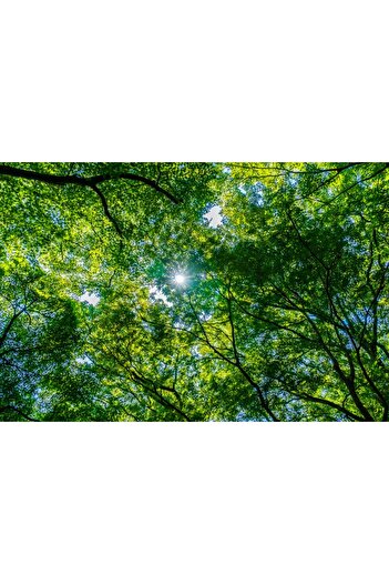 media Wallpaper Forest32, 250 x 200 cm