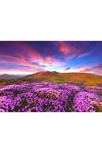 media Photo wallpaper Rhododendron flowers at sunset, 250 x 150 cm
