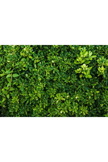 media Photo wallpaper Forest36, 250 x 200 cm