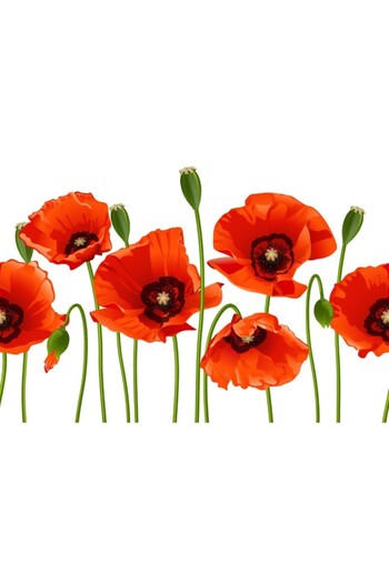 media Wallpaper Flowers26, 300 x 250 cm
