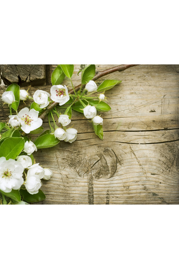media Cherry blossoms photo wallpaper, 300 x 200 cm