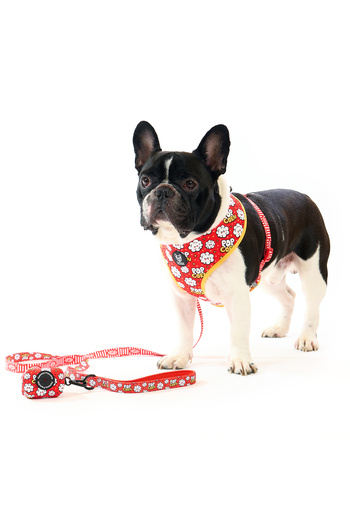 Famous Frenchie 3-piece set, reversible harness, leash, doggy bag accessory, Popcorn Fever