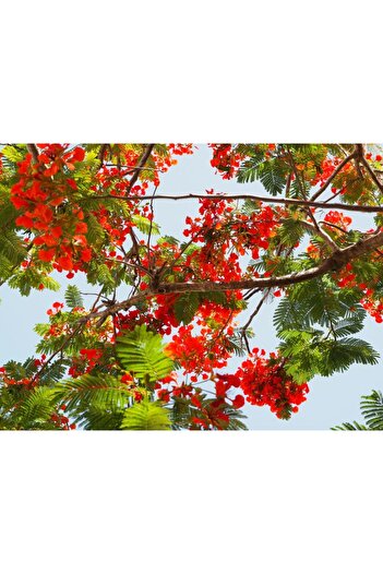 media Self-adhesive and washable wall mural Flori60, 220 x 135 cm