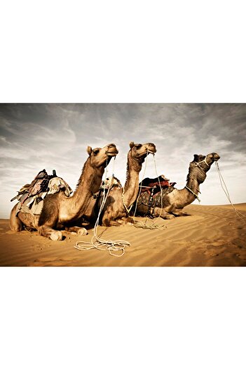 media Self-adhesive and washable wall mural Animal36 Camels, 220 x 135 cm
