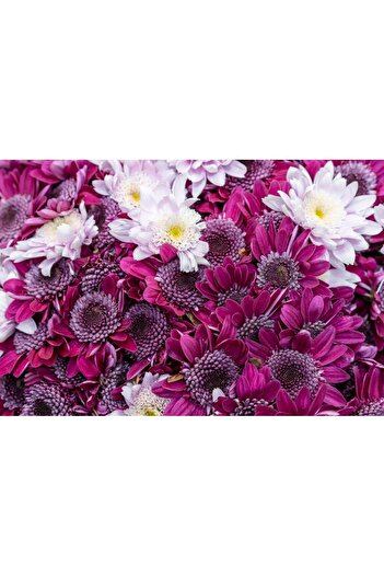 media Photo wallpaper Flowers157 Purple and white chrysanthemums, 300 x 200 cm