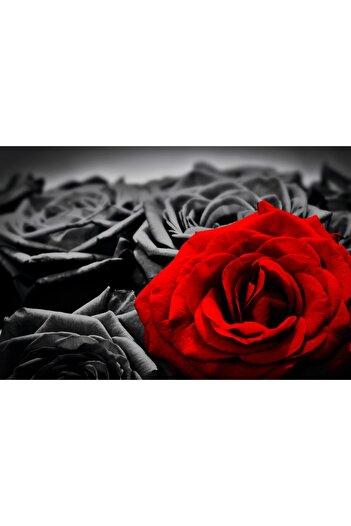 media Self-adhesive and washable wall mural Red rose, black roses, 270 x 200 cm