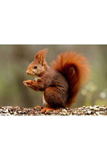media Wallpaper Animal57 Squirrel, 250 x 150 cm