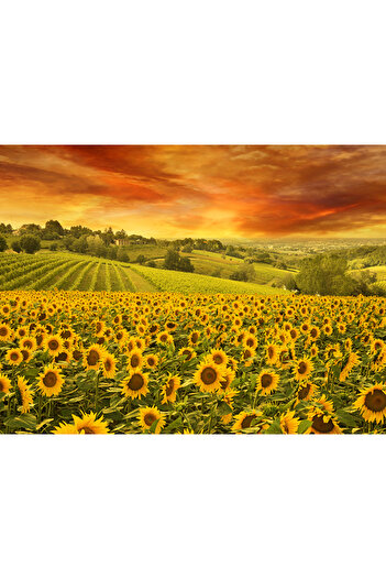 media Sunset over sunflowers sticker, 270 x 200 cm