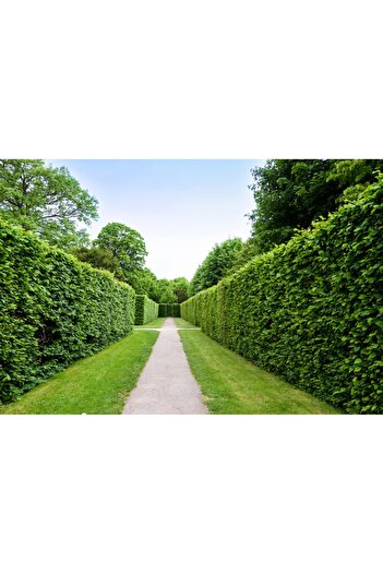 media Self-adhesive and washable wall mural Natura94, 270 x 200 cm