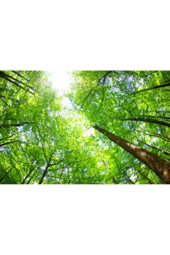 media Photo wallpaper Sky among the trees, 250 x 150 cm