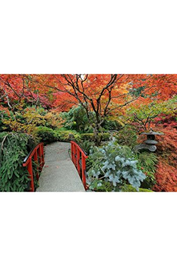 media Photo wallpaper Japanese Garden 3, 400 x 250 cm
