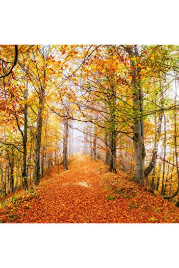 media Wallpaper Forest28, 250 x 200 cm