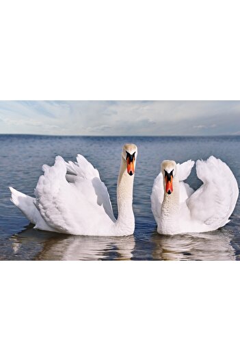 media Self-adhesive and washable wall mural Pasari17 Swans on the lake, 220 x 135 cm