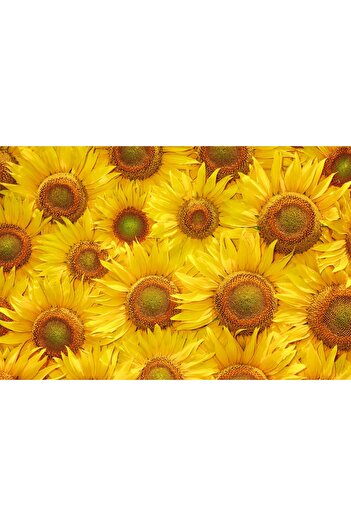 media Self-adhesive and washable wall mural Flori23, 270 x 200 cm