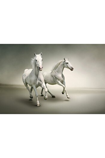 media Sticker White horses galloping, 270 x 200 cm