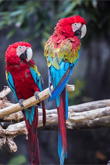 media Wallpaper Birds9, 150 x 205 cm