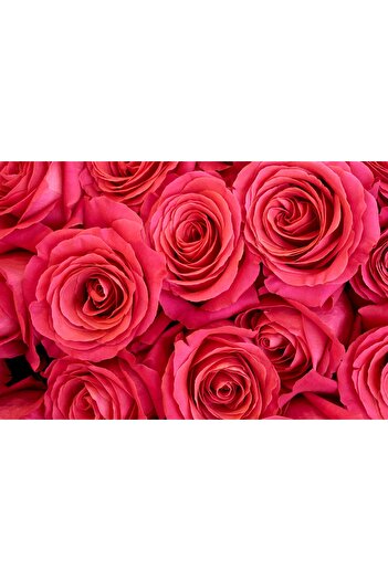 media Photo wallpaper Pink roses, 300 x 250 cm