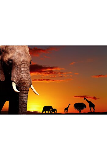 media Sticker Savanna at dusk, 220 x 135 cm