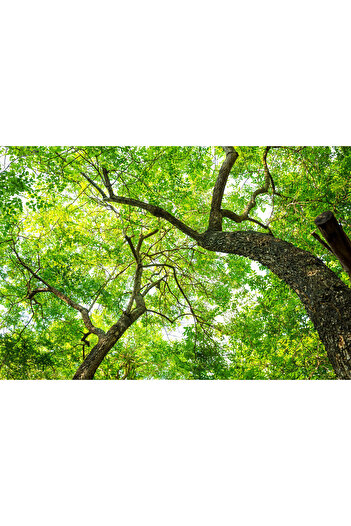 media Trees Sticker, 270 x 200 cm