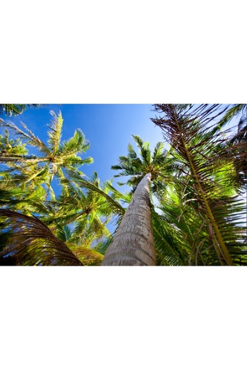 media Photo wallpaper Palm trees towards the sky, 250 x 200 cm