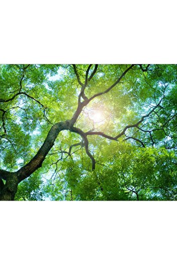 media Photo wallpaper Trees 2, 200 x 150 cm