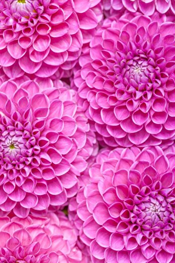 media Wallpaper Flowers76, 200 x 255 cm