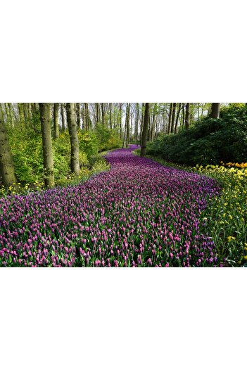 media Pink Flower Road Sticker, 220 x 135 cm