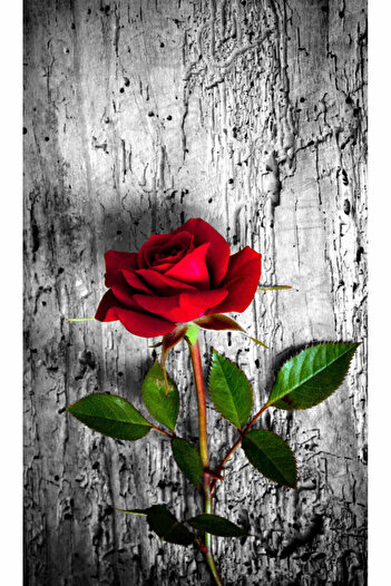 media Self-adhesive and washable wall mural Red rose, 135 x 225 cm