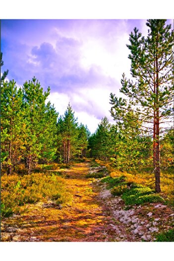 media Sticker Path to the forest, 135 x 225 cm