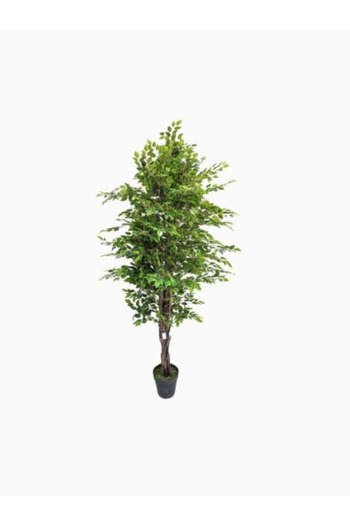 Generic Ficus tree 210 cm in a box