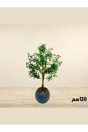 Generic Large ornamental olive tree, 120 cm tall